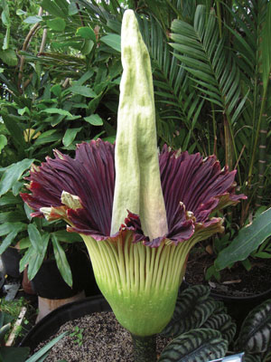 Corpse-Flower-WEB-2