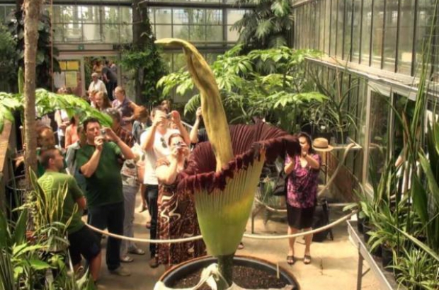 Rare Corpse Flower Attracts 1 300 Visitors Euresidence Me