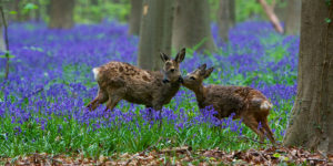 Les-Hallerbos-v-belgii-oleni-foto